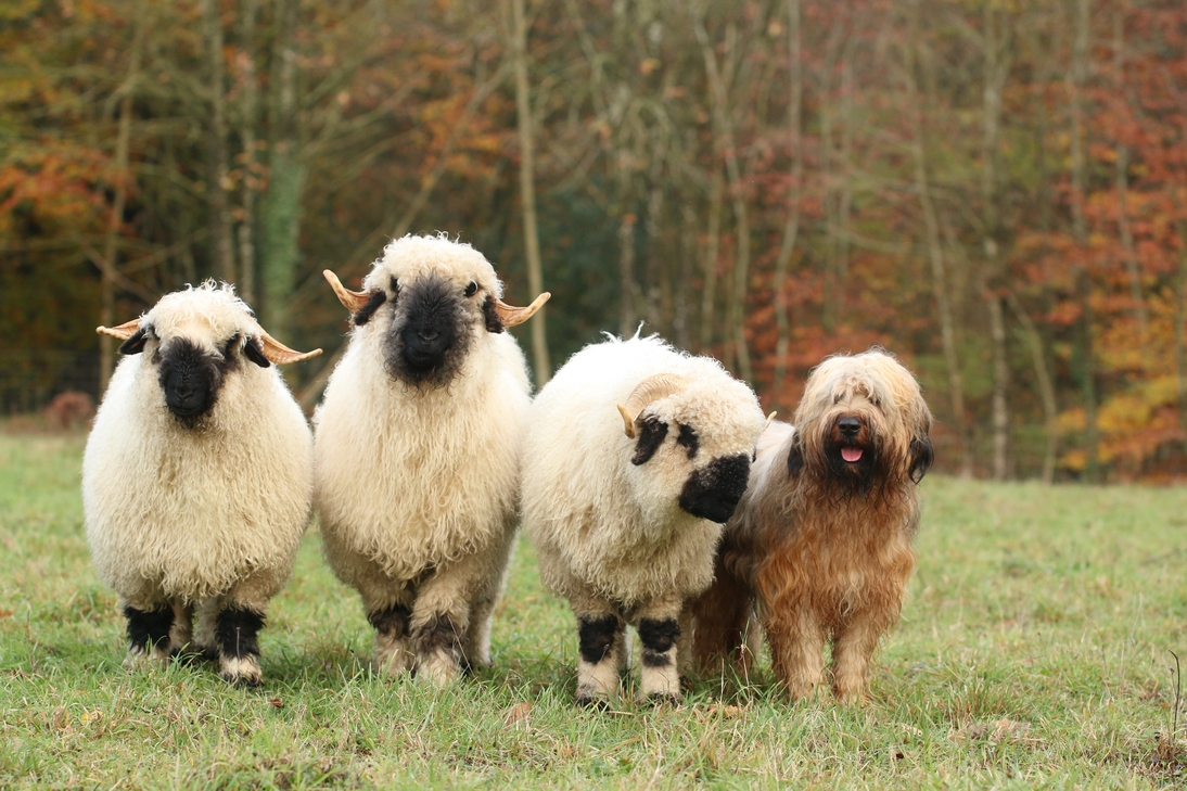 Le forum de tous les moutons d'agrément