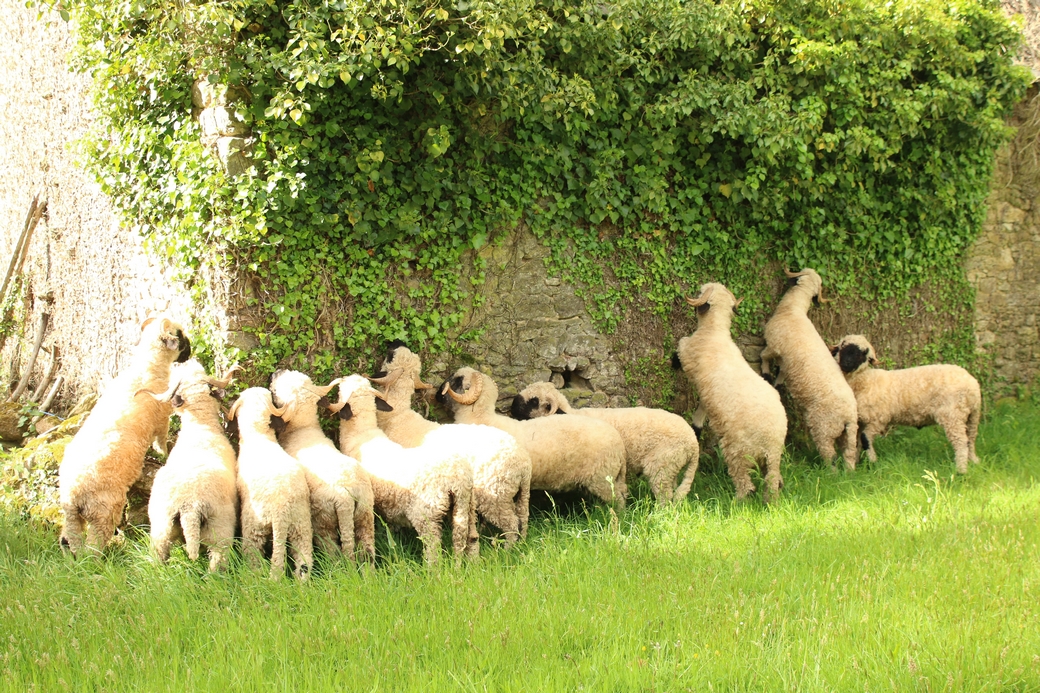 Le forum de tous les moutons d'agrément
